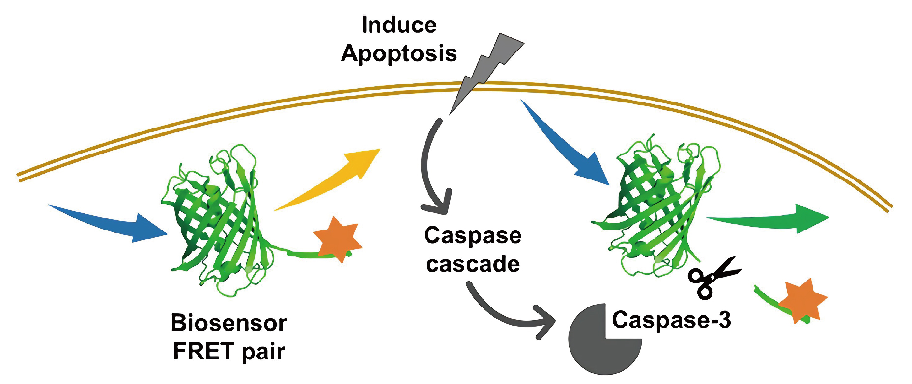 caspase-千图网