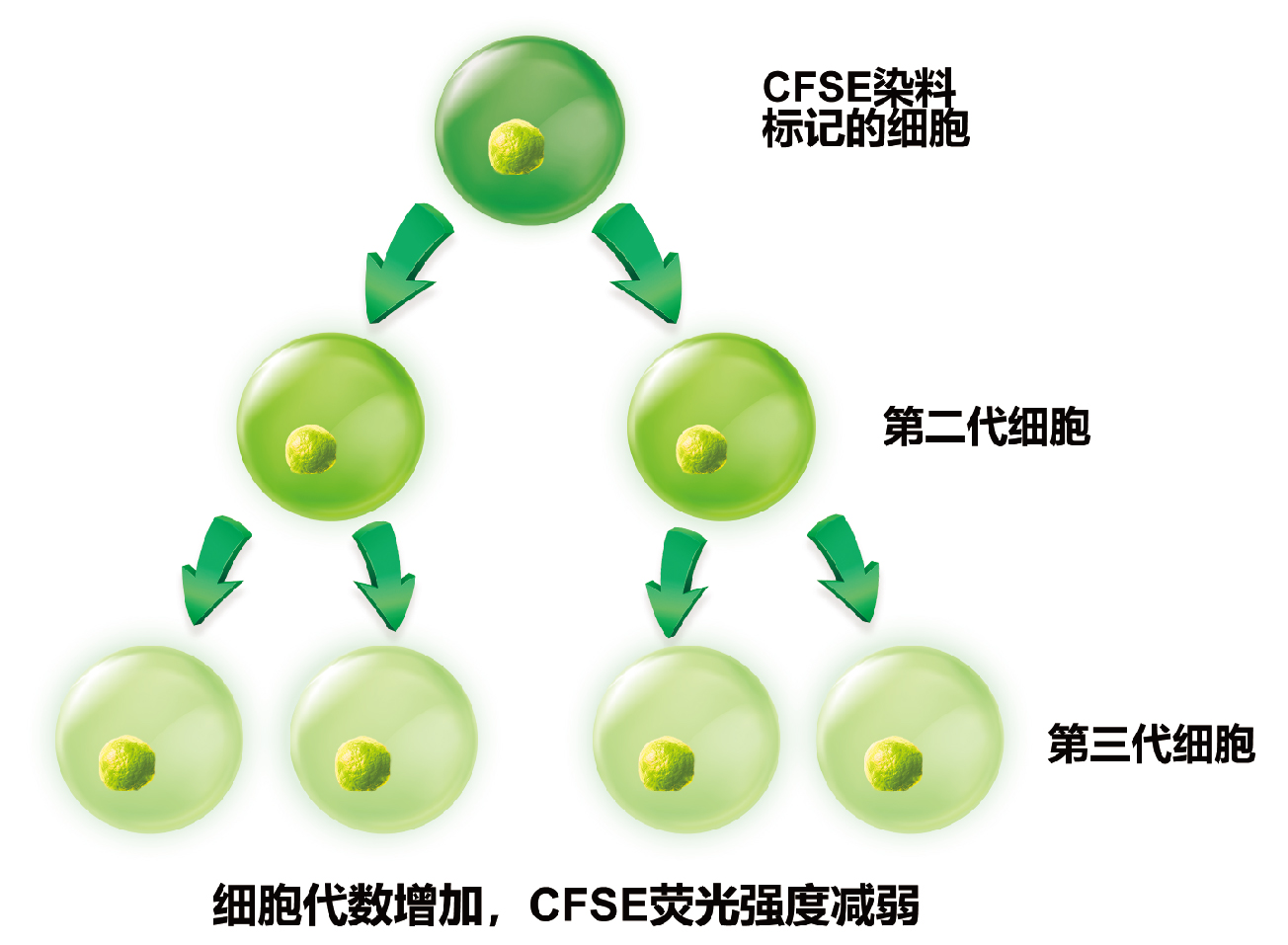cfse标记法