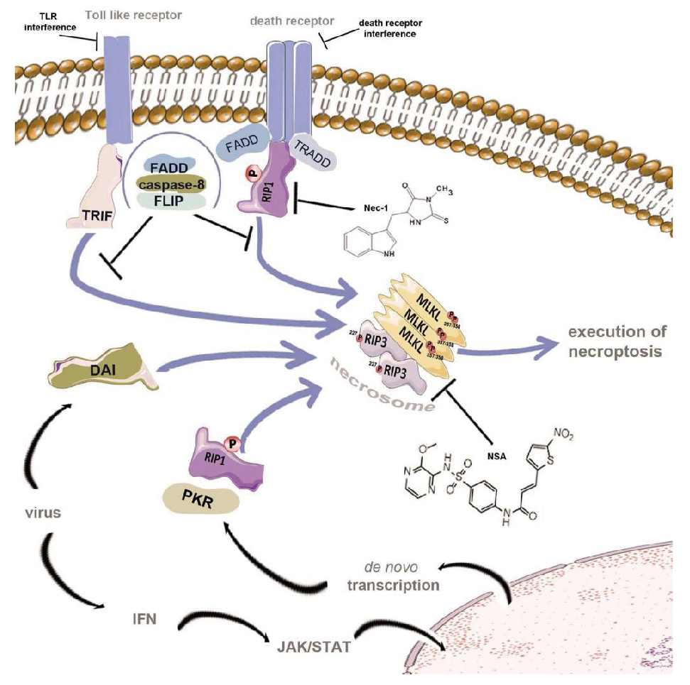 细胞坏死性凋亡研究
