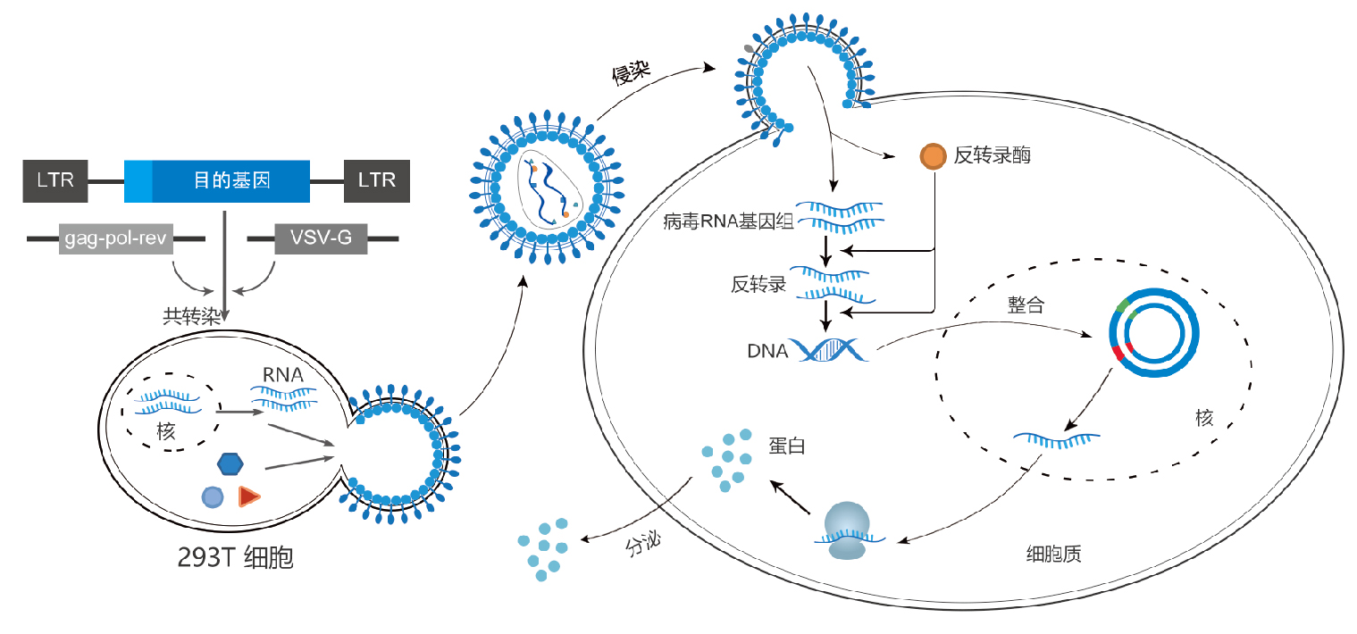 病毒传播示意图图片