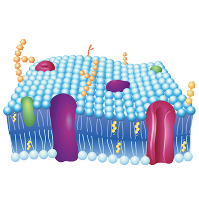 细胞膜流动性检测