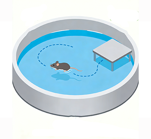 大/小鼠行为学检测