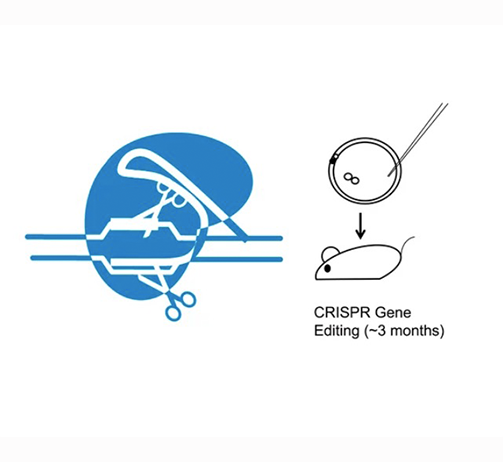 大/小鼠基因编辑模型